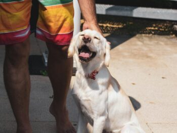 Labrador Retriever