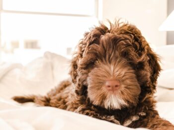 Puppy on a bed