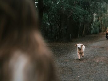 A dog learning how to come when called